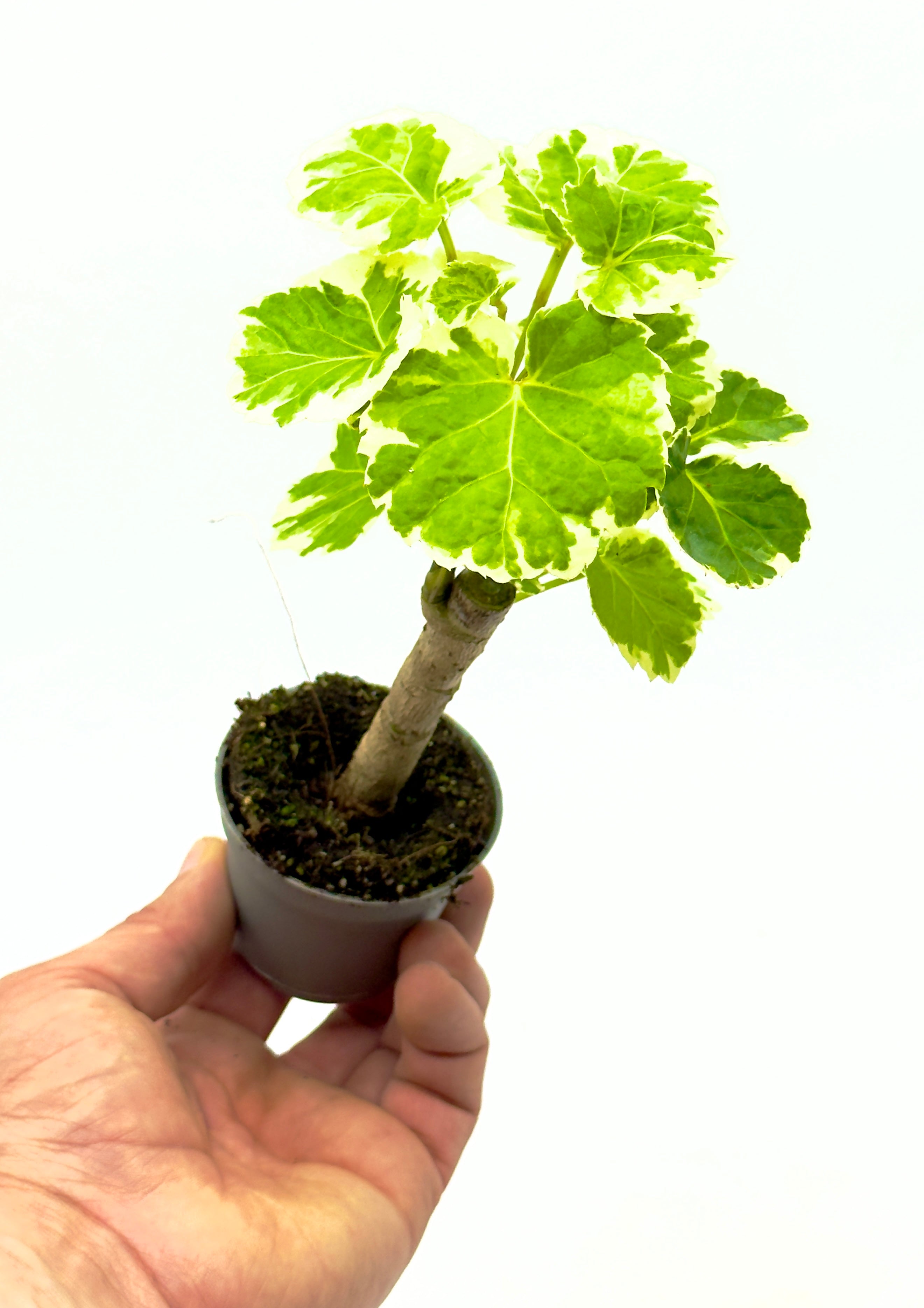 Polyscias balfouriana (Aralia) di Dreaming Plants con foglie tonde verde brillante in vaso da 6 cm, ideale per terrarium e interni luminosi.