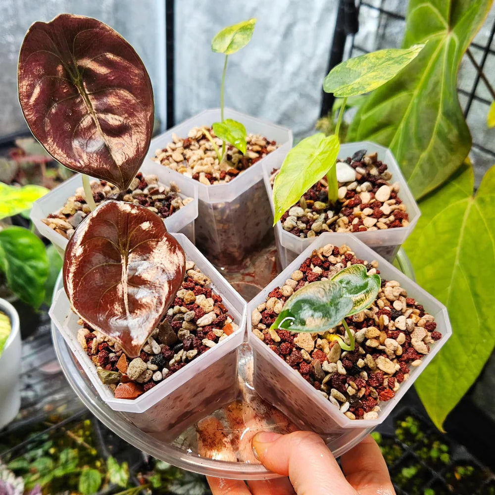 Mini Serra Vaso Trasparente con Cupola per Baby Plant e Talee 🌿🧪