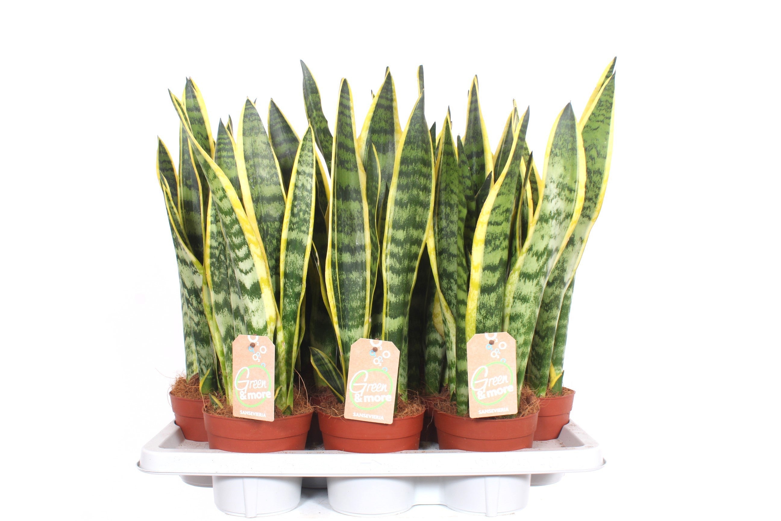 Sansevieria trifasciata Laurentii di Dreaming Plants con foglie erette bordate di giallo in vaso da 14 cm, pianta da interno purificatrice d&