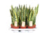 Sansevieria trifasciata Laurentii di Dreaming Plants con foglie erette bordate di giallo in vaso da 14 cm, pianta da interno purificatrice d&