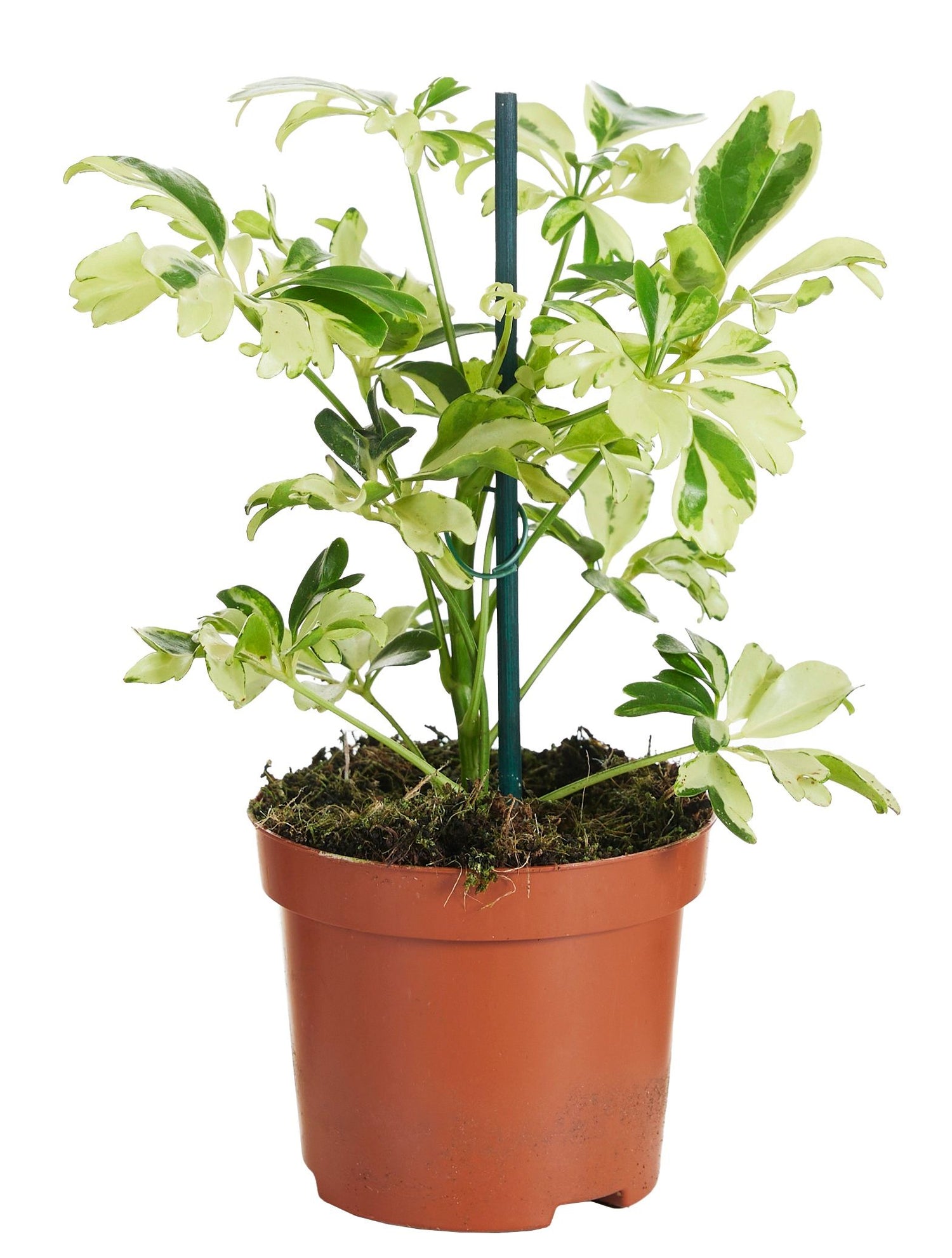 Schefflera arboricola Janine in vaso da 9 cm con foglie a ombrello variegate in verde e crema, ideale per terrari e interni luminosi.