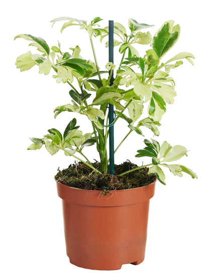 Schefflera arboricola Janine in vaso da 9 cm con foglie a ombrello variegate in verde e crema, ideale per terrari e interni luminosi.