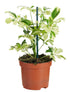 Schefflera arboricola Janine in vaso da 9 cm con foglie a ombrello variegate in verde e crema, ideale per terrari e interni luminosi.