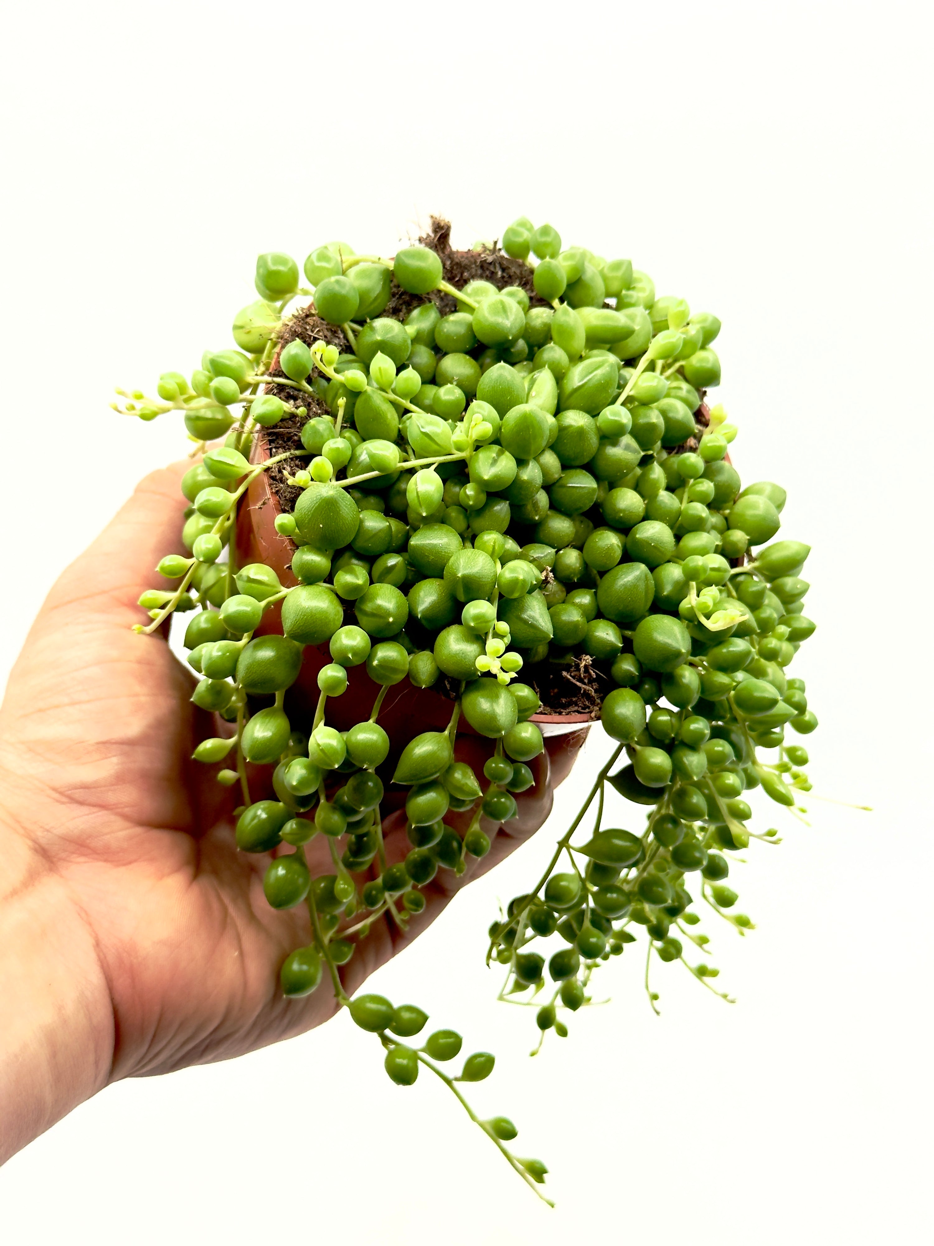 Pianta del Rosario Senecio rowleyanus di Dreaming Plants con lunghi filamenti ricadenti ricchi di foglie sferiche in vaso da 10,5 cm.