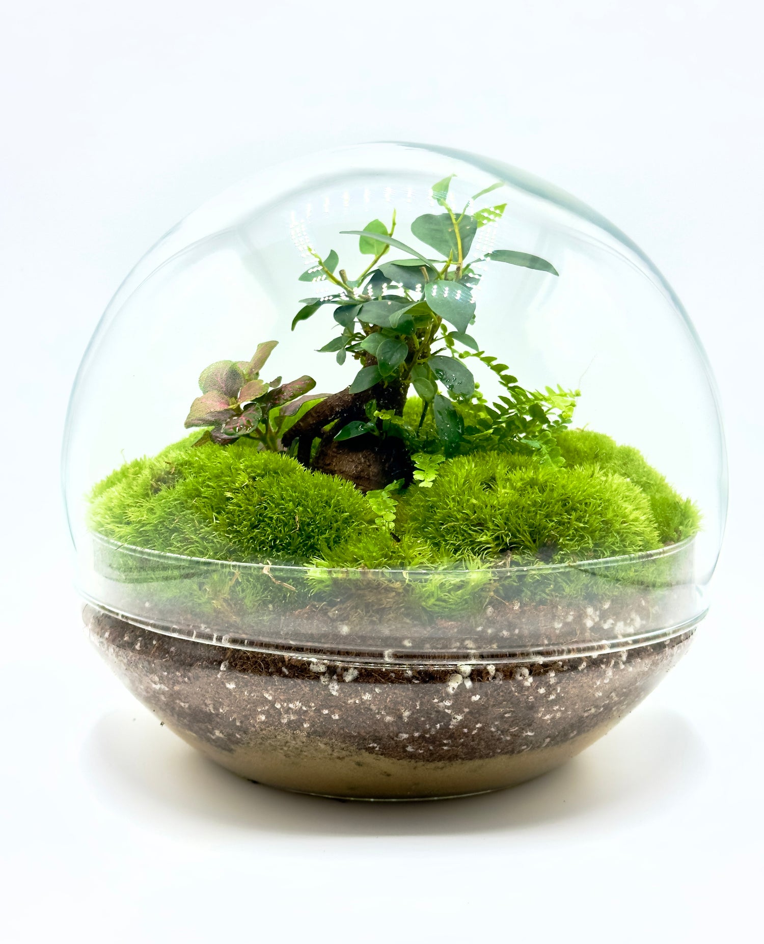Terrarium pronto all&