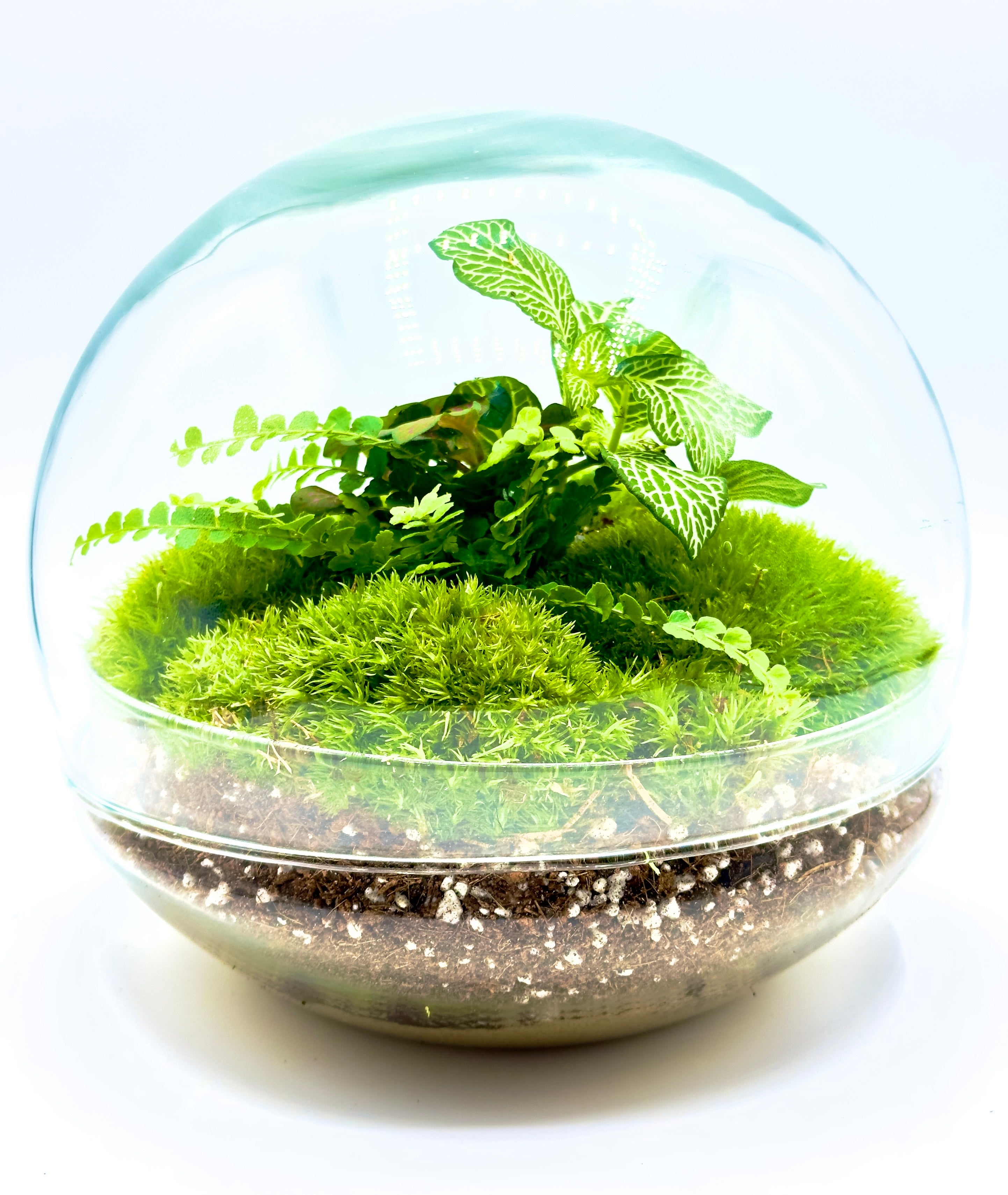 Terrarium pronto all&