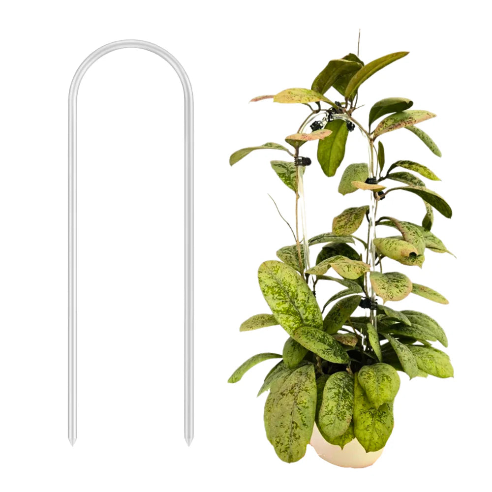 Traliccio ad arco in acrilico trasparente PlantScraper per guidare e sostenere la crescita di hoya, pothos e piante rampicanti da interno.