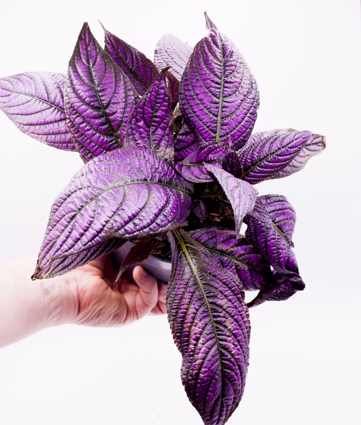 Strobilanthes dyeriana Metallica Scudo Persiano in vaso da 13 cm con foglie cangianti viola metallico e riflessi argentati.