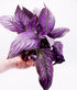Strobilanthes dyeriana Metallica Scudo Persiano in vaso da 13 cm con foglie cangianti viola metallico e riflessi argentati.
