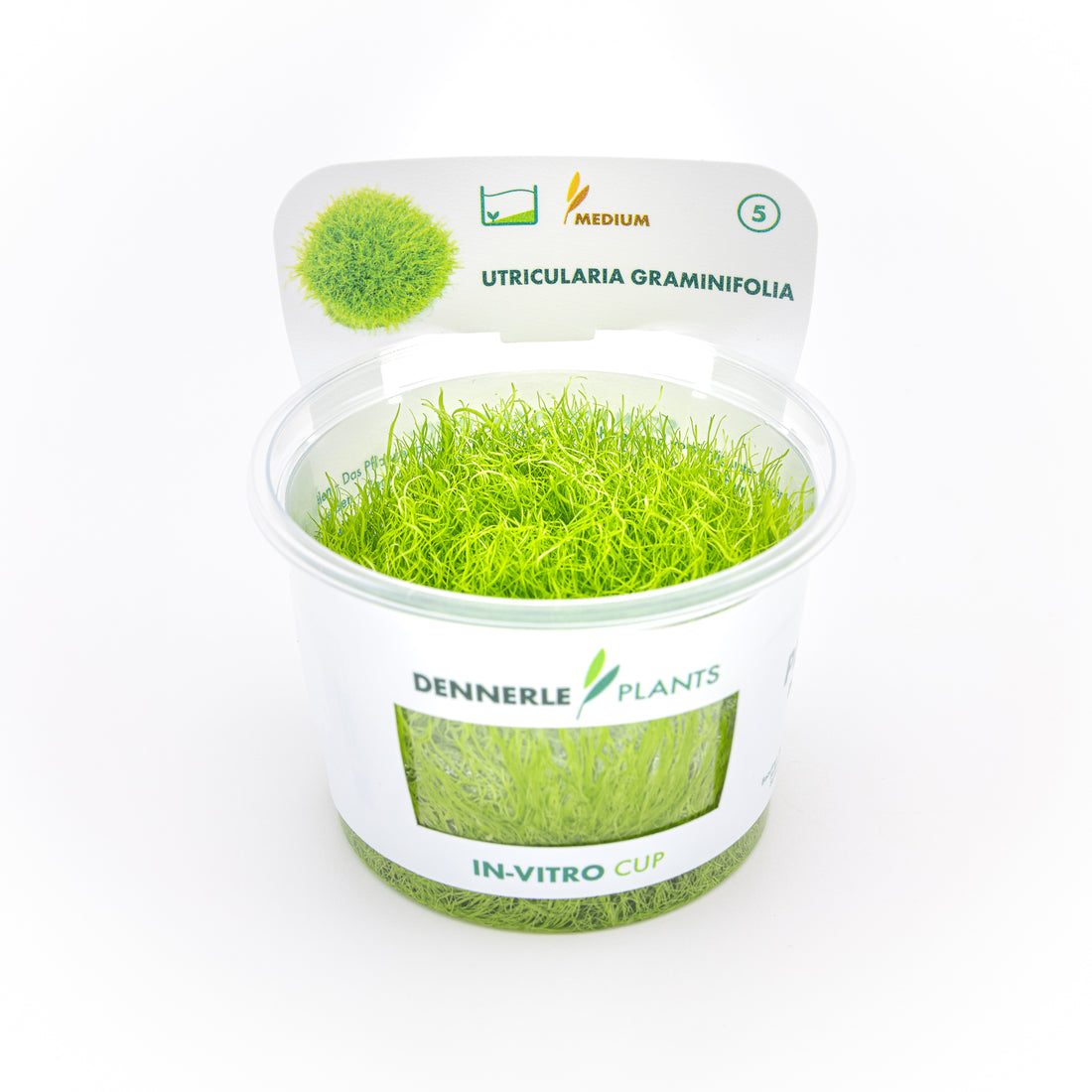 Tappeto verde brillante di Utricularia graminifolia coltivata in vitro per il primo piano di acquari naturali e terrari.