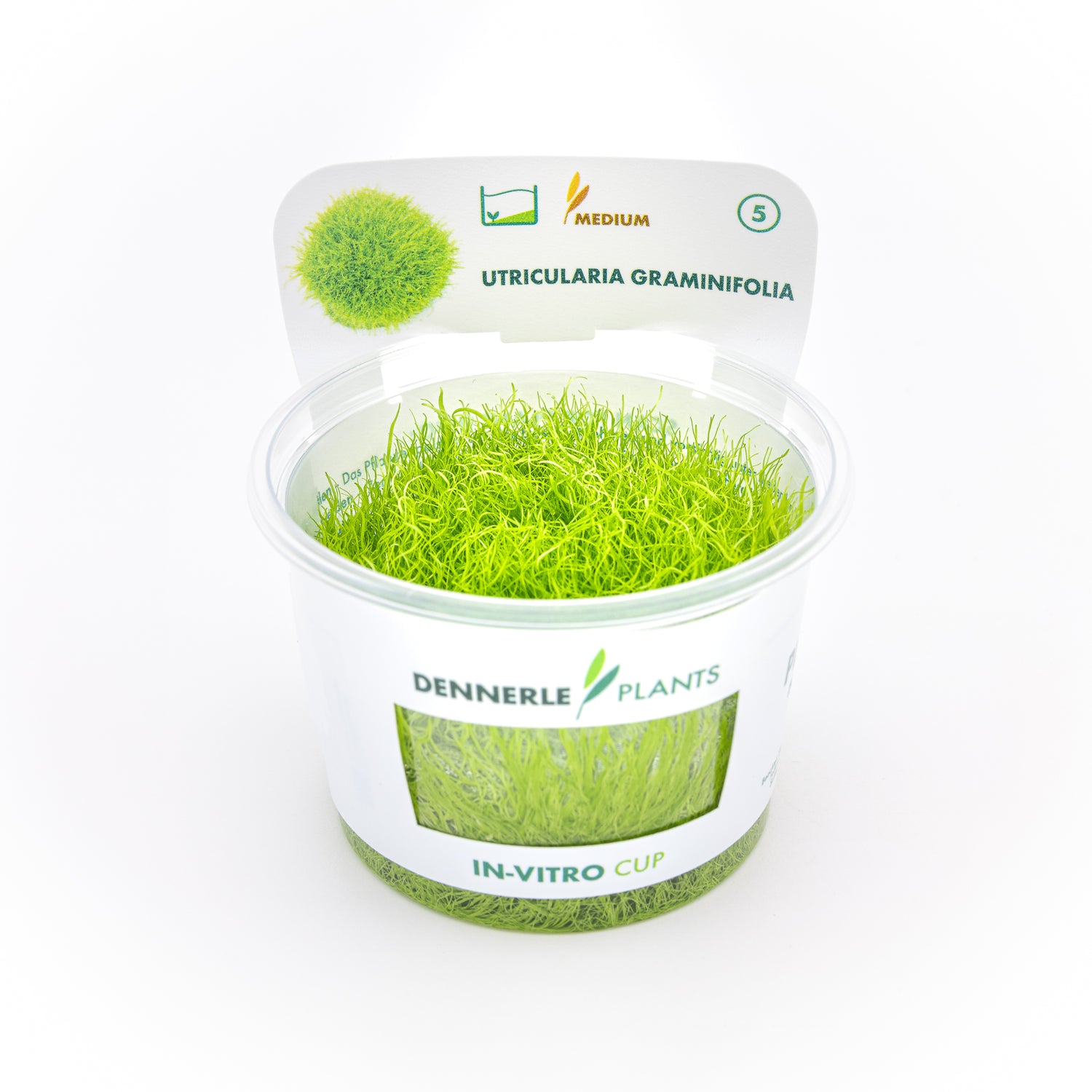 Tappeto verde brillante di Utricularia graminifolia coltivata in vitro per il primo piano di acquari naturali e terrari.