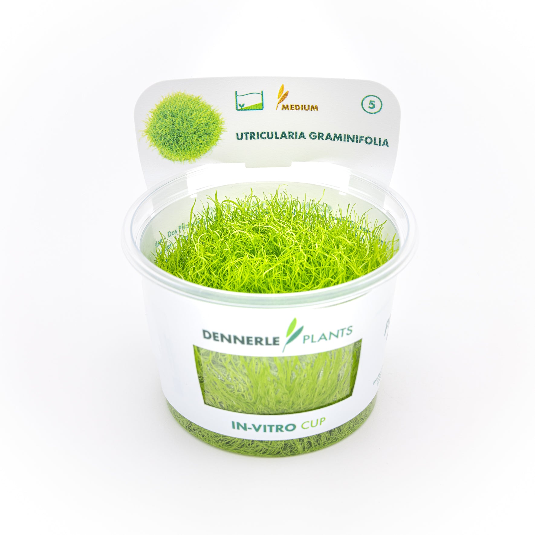 Tappeto verde brillante di Utricularia graminifolia coltivata in vitro per il primo piano di acquari naturali e terrari.