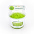 Tappeto verde brillante di Utricularia graminifolia coltivata in vitro per il primo piano di acquari naturali e terrari.