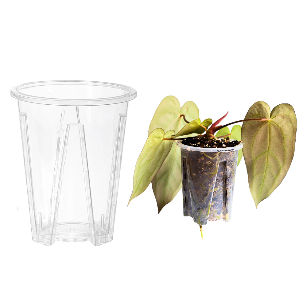 Vaso trasparente PlantScraper per aroidi e piante tropicali da interno con fessure di ventilazione laterali e disegno interno anti-spiralizzazione.