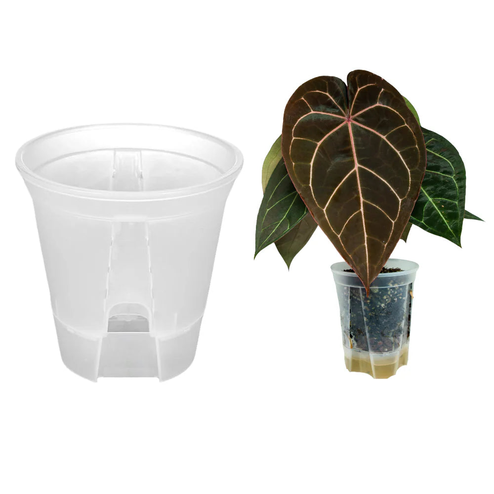 Vaso autoirrigante trasparente per aroidi da 15 cm con riserva d&
