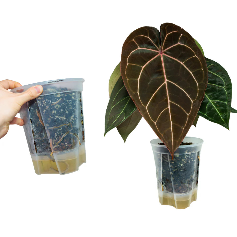 Vaso autoirrigante trasparente PlantScraper con riserva d&