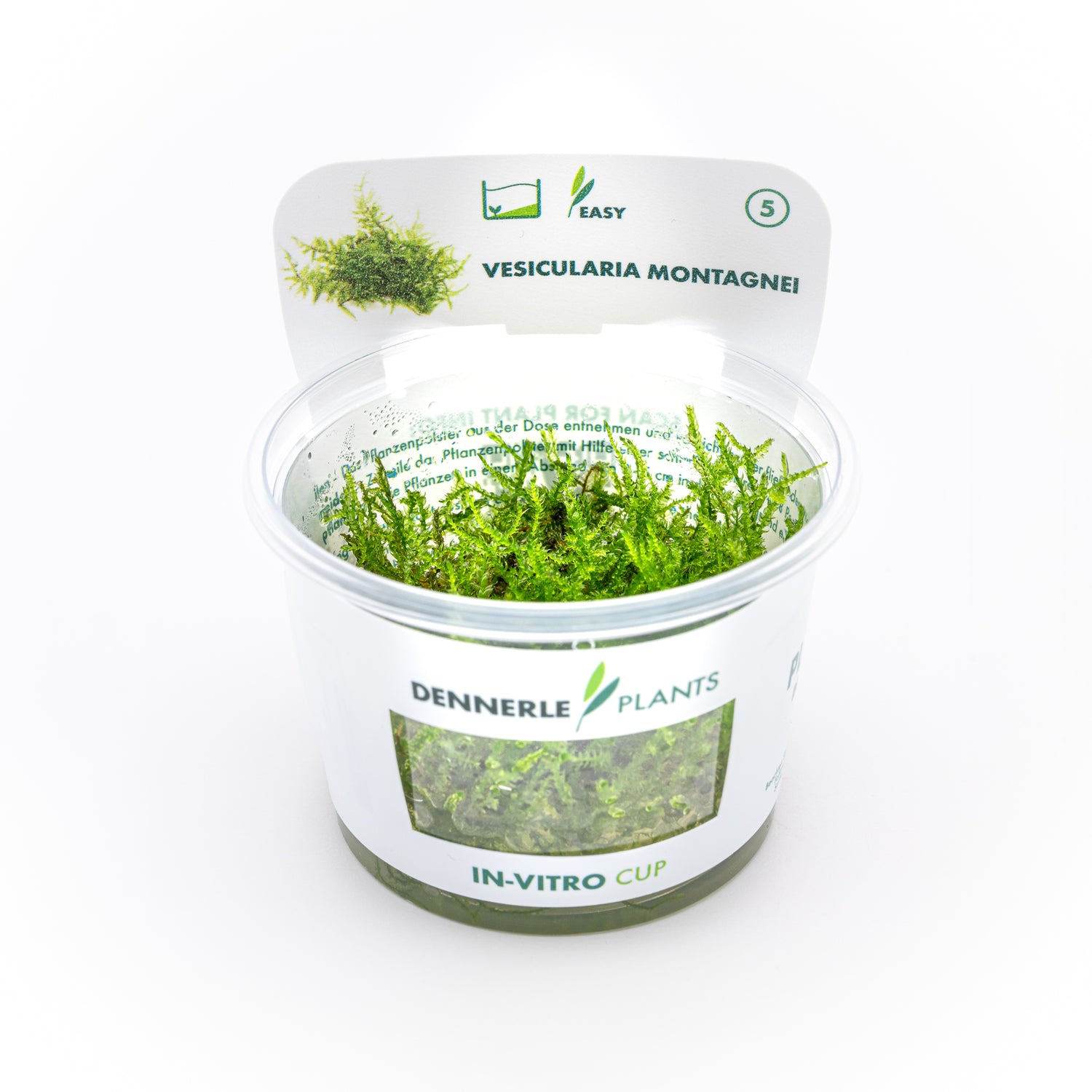 Muschio Vesicularia montagnei Christmas Moss coltivato in vitro, perfetto per acquari naturali, paludari e pareti verticali in terrari umidi.